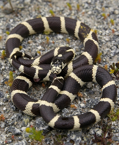 California King Snake (Lampropeltis getulus californiae