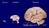 Mammalian Neocortex : 네이버 블로그