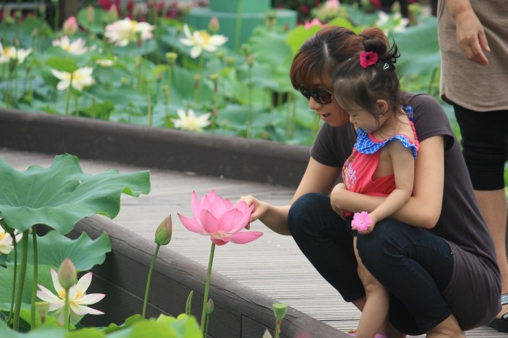 Lotus Blossoms by Anapji Pond (image from http://gyeongju_e.blog.me)
