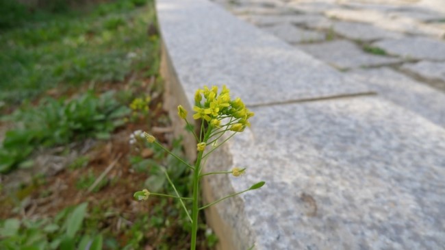 [당일치기여행] 1. 강화도 여행 / 지도 : 네이버 블로그