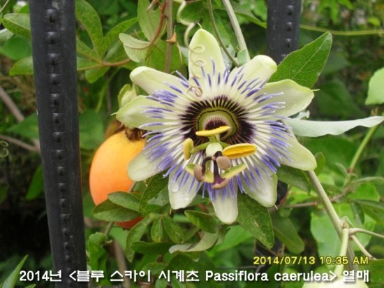 블루스카이 이미지