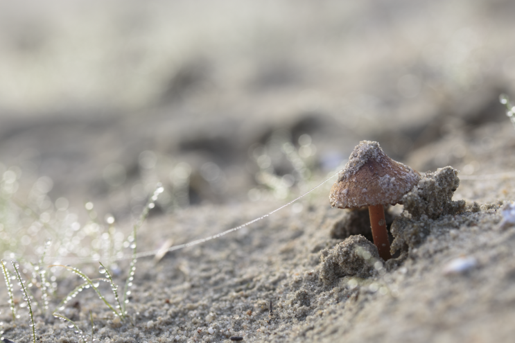 f017_wil_mijer_mushroom2_20151222.png?ty