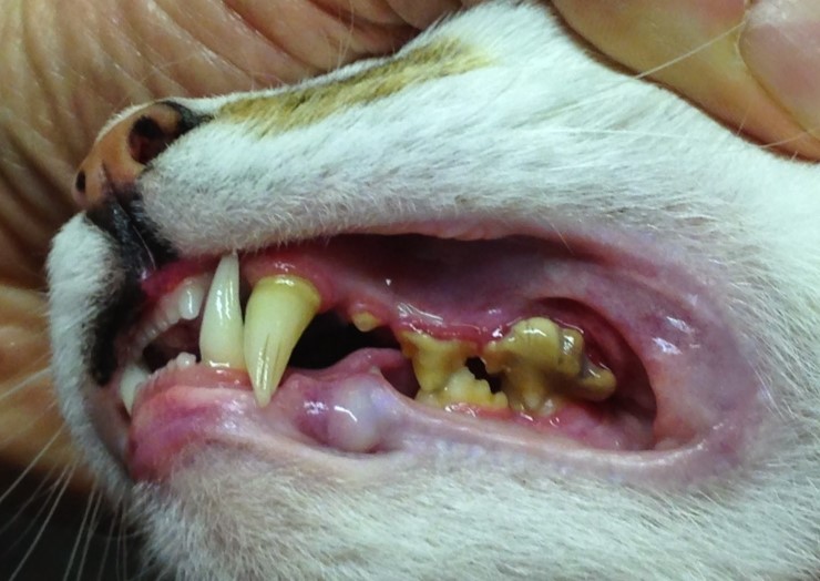 Cat Vs Dog Kindeys Cat Vs Dog Kindeys