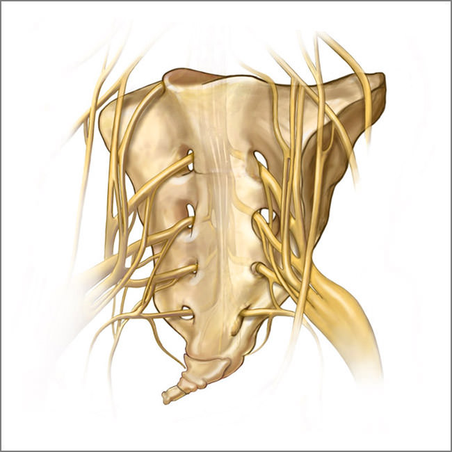 꼬리뼈(미골)교정과 골반기저근 : 네이버 블로그