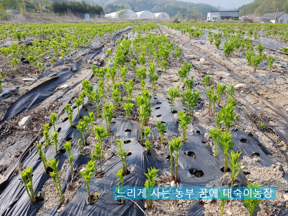 꿈에농장 이미지