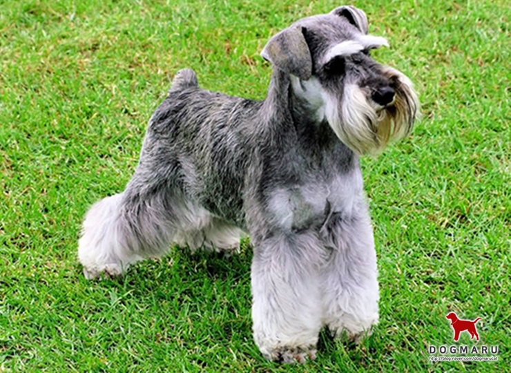 도그마루 반려동물백과. 미니어처 슈나우저 : 네이버 블로그