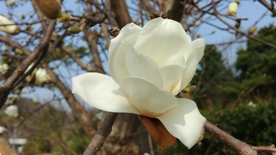 목련꽃 목련 꽃말 순백의 백목련 색 고운 별목련 꽃 이미지 : 네이버 블로그