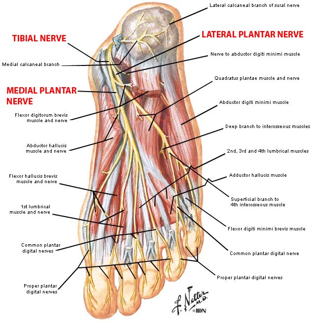 Baxter's nerve entrapment와 족저근막염의 구분 네이버 블로그