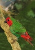 Parrot Finch