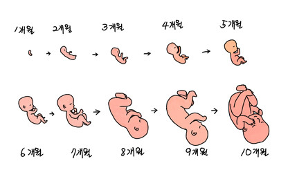 임신 주기별 특징 - 임산부 태아의 특징과 변화 : 네이버 블로그