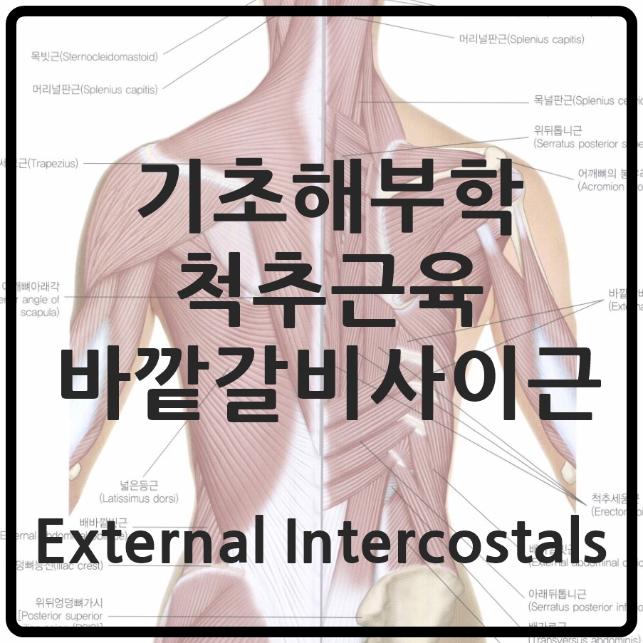  external intercostals internal intercostals 