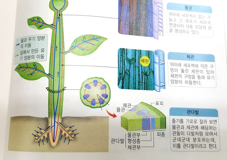 식물의 줄기 탐구하기 : 네이버 블로그