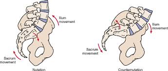 엉치엉덩관절(Sacroiliac joint) 에서의 앞끄덕임(nutation)과 뒤끄덕임(counternutation ...